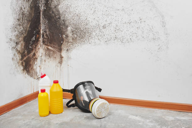 Best Mold Cleaning Services  in Cave Spring, VA