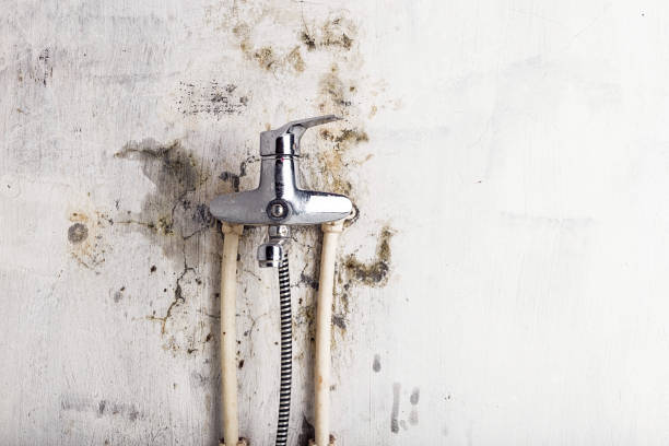 Best Emergency Mold Removal  in Cave Spring, VA
