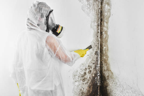 Best Mold Removal Company Near Me  in Cave Spring, VA