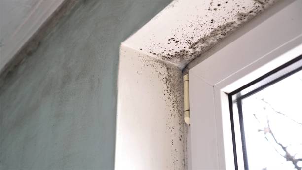 Best Crawl Space Mold Removal  in Cave Spring, VA