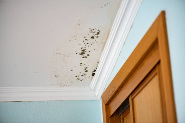 Best Black Mold Removal  in Cave Spring, VA