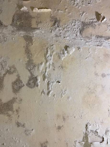 Best Mold Damage Repair  in Cave Spring, VA