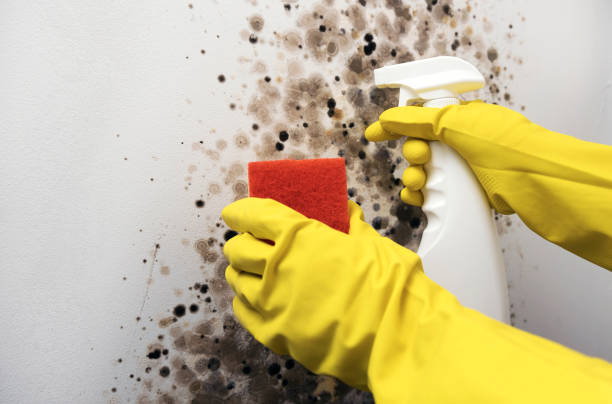 Best Fast Mold Removal  in Cave Spring, VA
