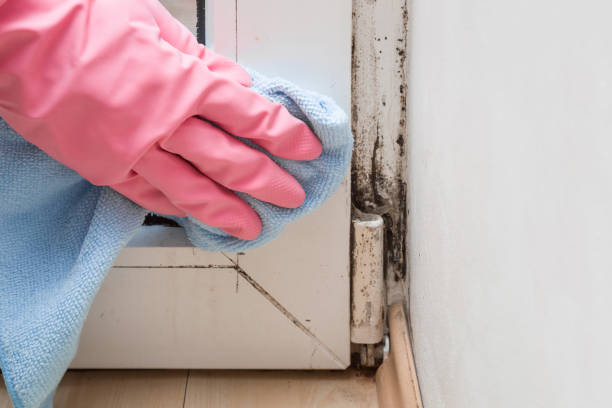 Best Mold Remediation Services  in Cave Spring, VA