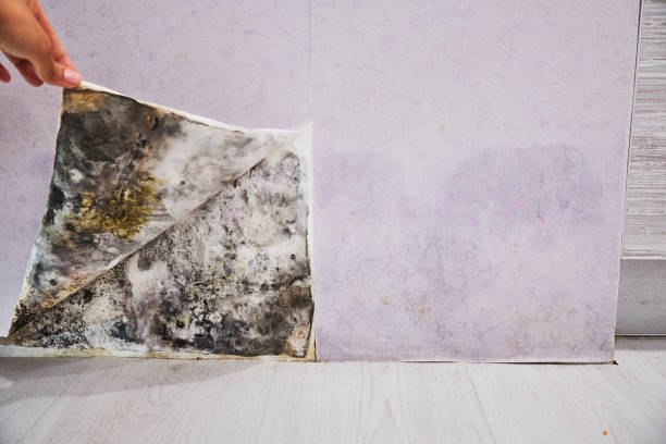 Best Fast Mold Removal  in Cave Spring, VA